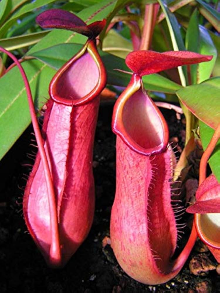Nepenthes seeds growing into exotic, carnivorous pitcher plants that trap insects, ideal for collectors and unique indoor displays